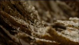 The Green Planet - Season 01 Episode 04